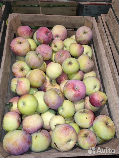Яблоки