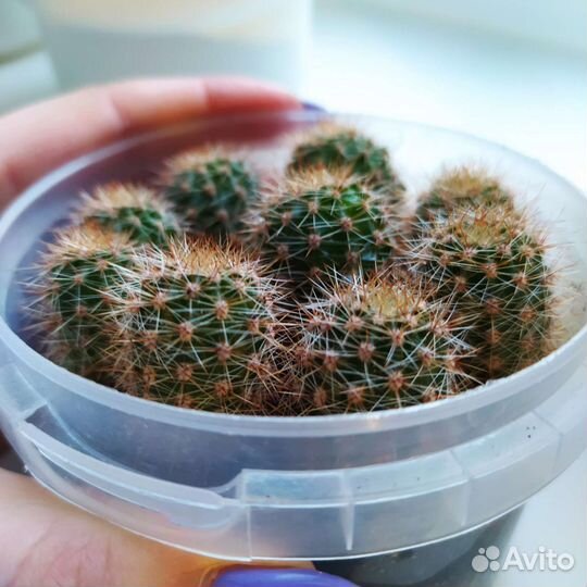 Кактусы в горшке