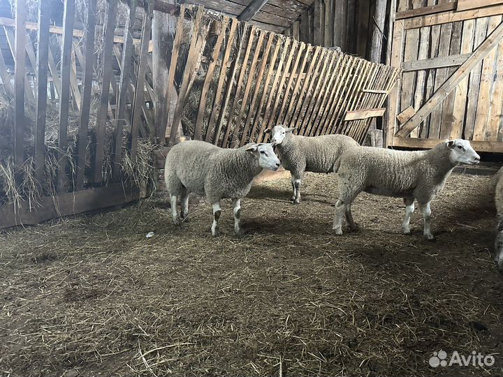 Бараны тексель