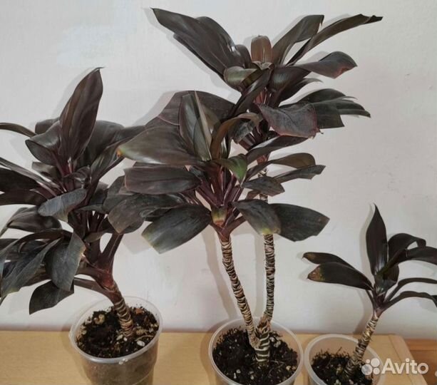 Комнатные домашние цветы