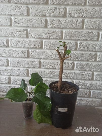 Гибискус Jayella