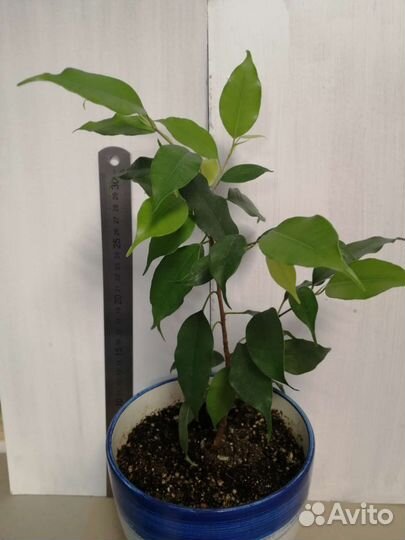 Фикус каучуконосный фикус бенджамина