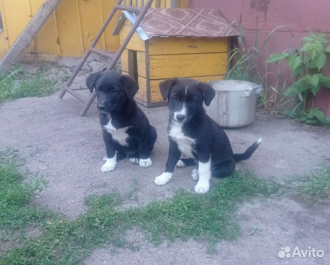 Собака в добрые руки щенок