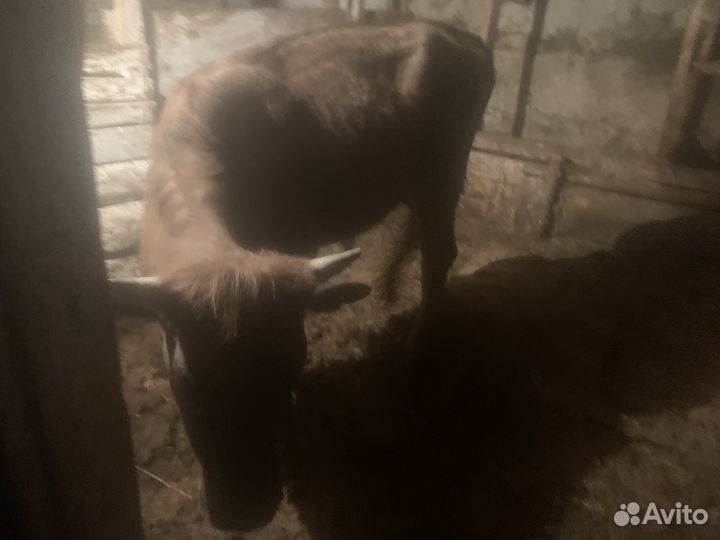 Продается бычок