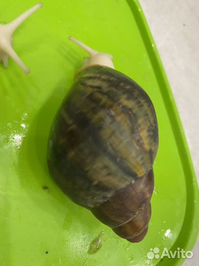 Архахатина Родостома Бенин (зелёная раковина)