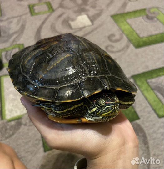 Красноухая черепаха