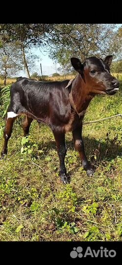 Продаётся тёлочка