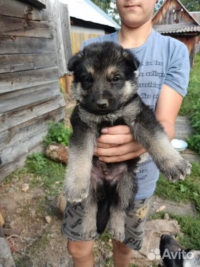 Восточно европейская овчарка щенки