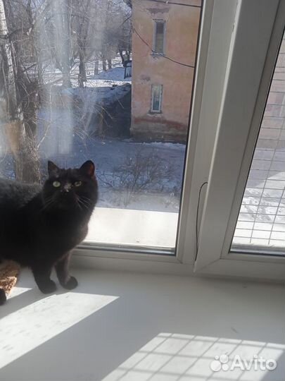 Кошка умница