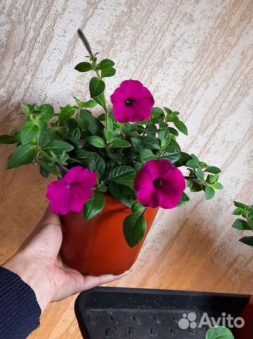 Петуния тайдал, рассада цветов купить в Москве | Товары для дома и дачи ...