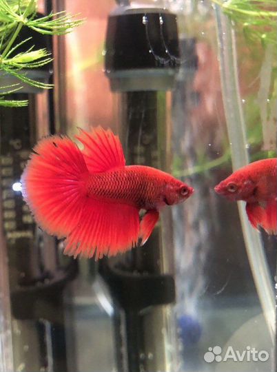 Рыбка петушок