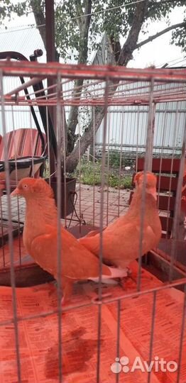 Продажа голубей