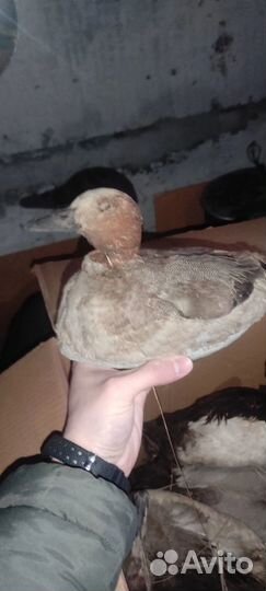 Утки приманка