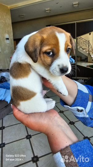 Щенки джек Рассел терьер