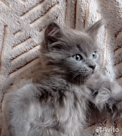 Котята в добрые руки даром