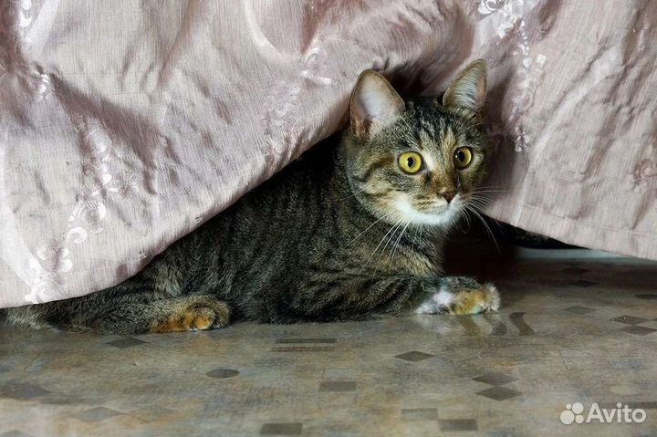 Кошка Масяня