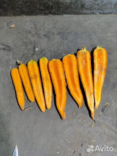 Морковь