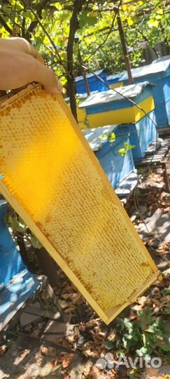 Сотовый мёд