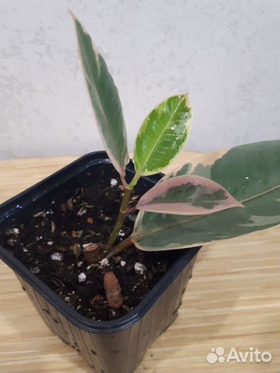 Фикус белиз