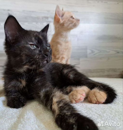 Котятки в добрые руки