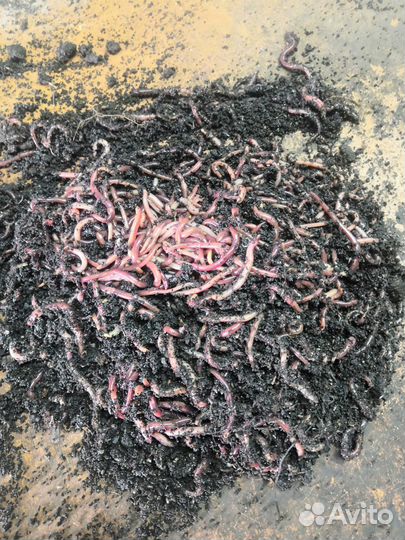 Калифорнийские черви