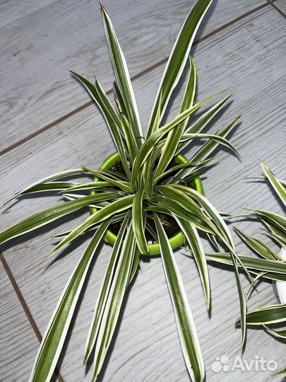 Хлорофитум 2