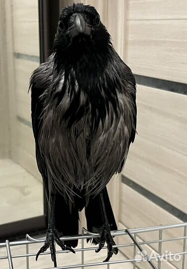 Серая ворона