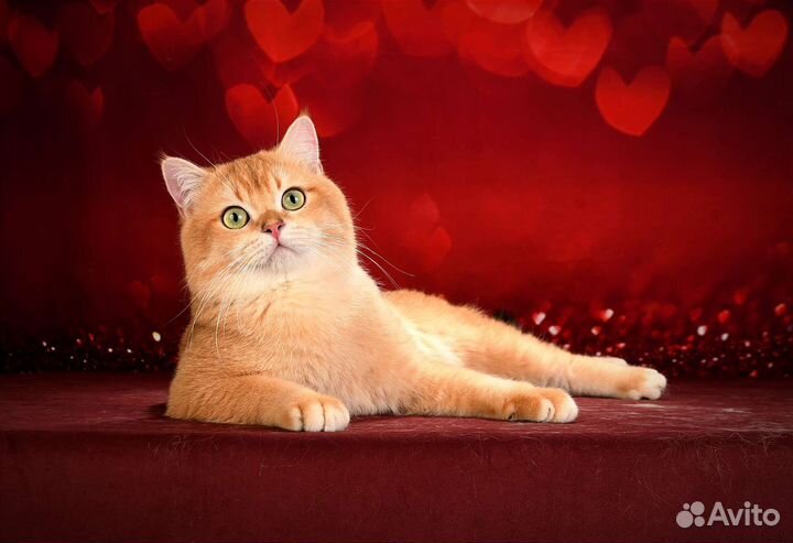 Вязка. Кот золотая шиншилла NY12. Чемпион WCF