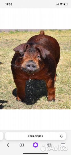 Хряк дюрок
