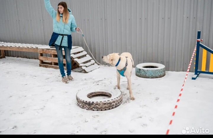 Mary Hvostins (дрессировка/кинолог/зоопсихолог)