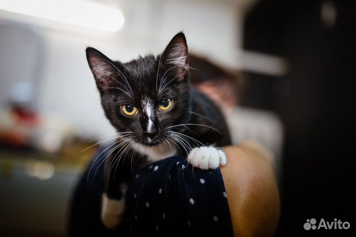 Котенек Люсинда