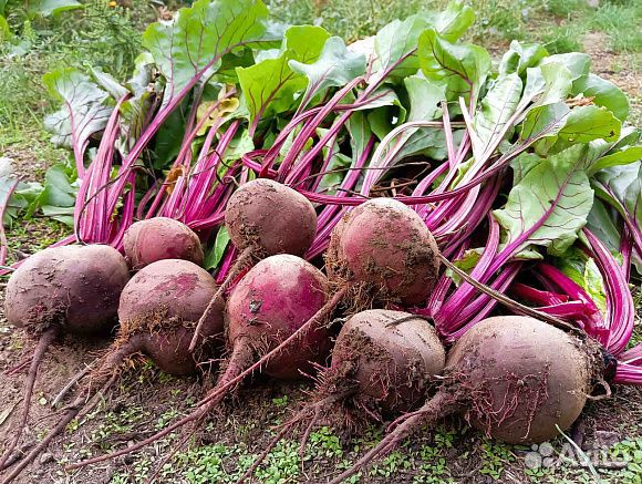 Семена Свекла Камаро F1