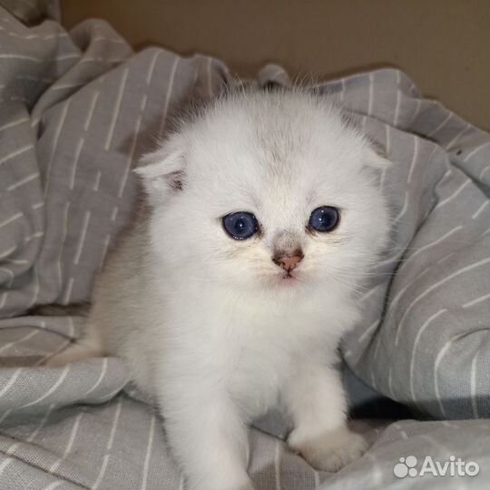 Шотландские котята
