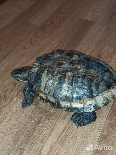 Черепаха бесплатно