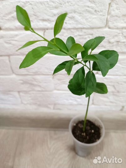 Микроцитрус Санрайз