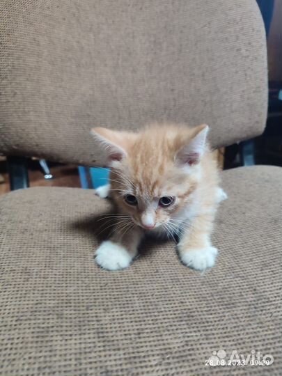 Котята отдам в добрые руки бесплатно