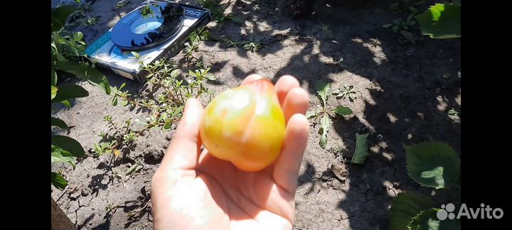 Саженцы диплоидной Сливы Байрон Голд