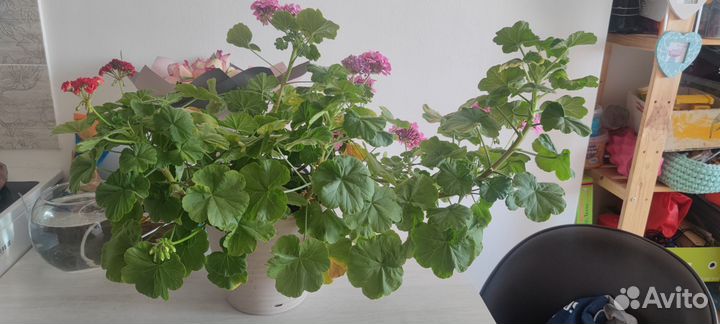 Пальма драцена. Рео. Панданус. Герань