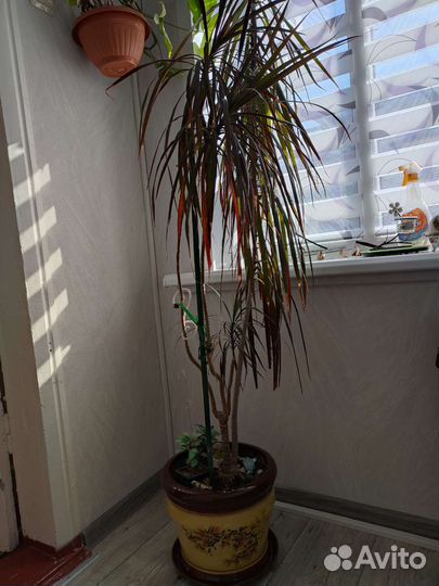 Пальма драцена