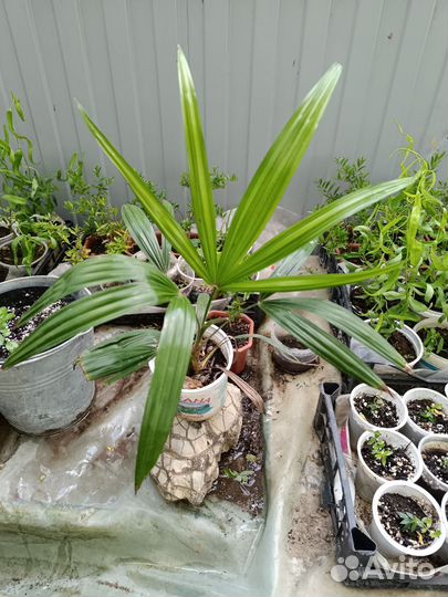 Пальма трахикарпус