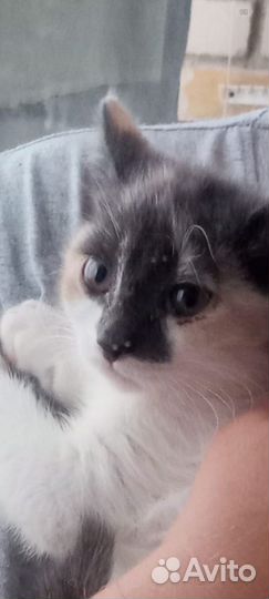 Котята мальчики