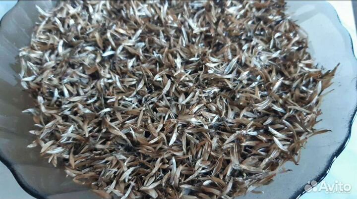 Семена однолеток и многолеток