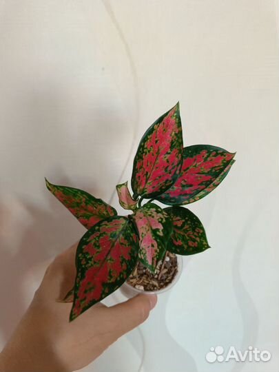 В Наличии агланемы,Монстеры