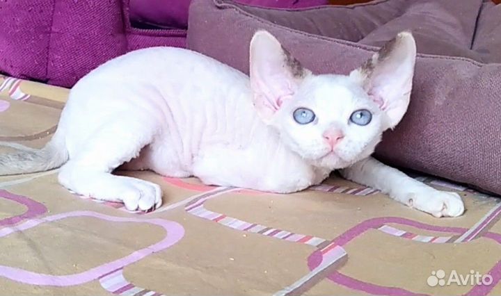 Котята девон-рекс