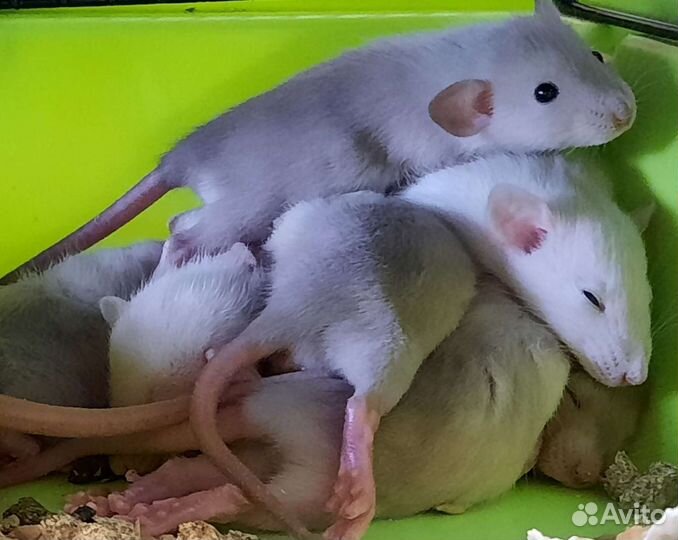 Крысы. Крысята Дамбо из питомника. Клетки, корма