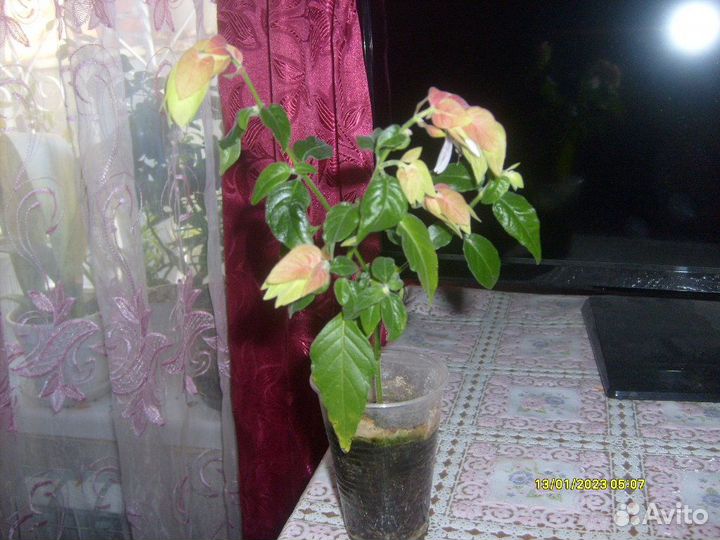 Белопероне