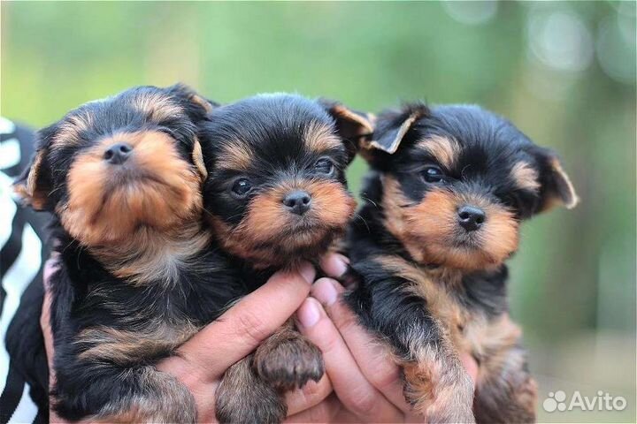 Крохотные щеночки