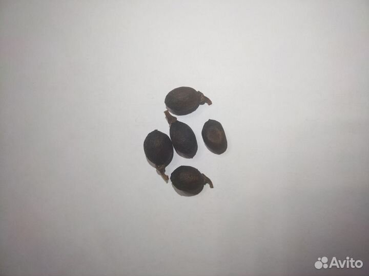 Семена лавра