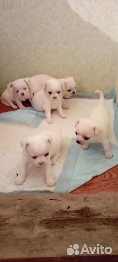 Щенки чихуахуа