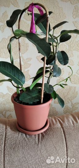 Стефанотис